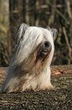 SKYE TERRIER 072